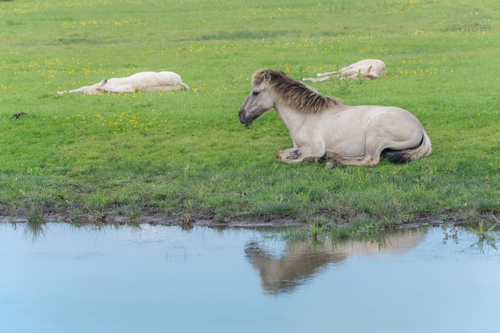 Oostvaardersplassen - Konik paarden In de Oostvaardersplassen werden 25 jaar geleden edelherten, heckrunderen en konik paarden uitgezet. Nu leven er ongeveer 1100 wilde paarden en dat is de grootste populatie in Europa.  Stefan Cruysberghs